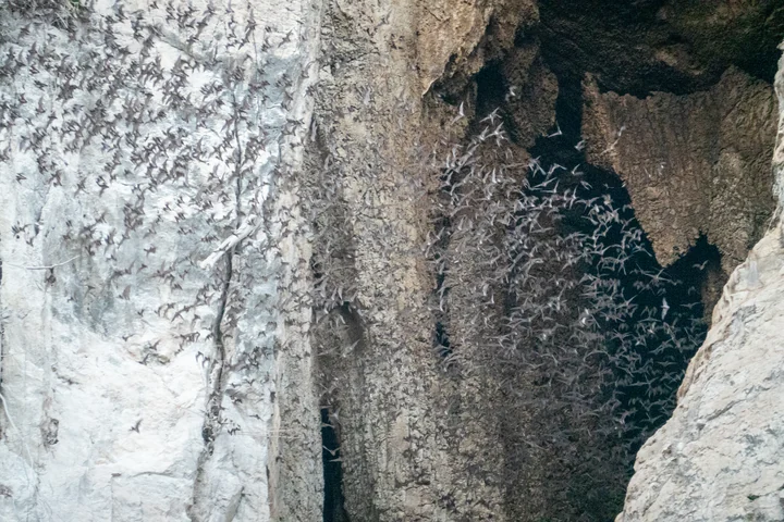 Bats emerging at Phnom Sampeau, photographed in December 2019