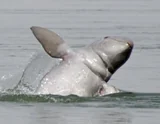 Irrawaddy dolphin surfacing at Kampi on the Mekong, photographed in 2011
