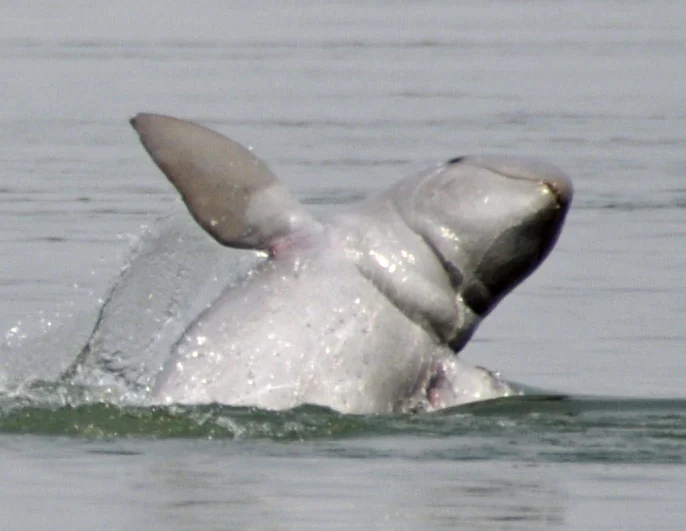 Irrawaddy dolphin surfacing at Kampi on the Mekong, photographed in 2011