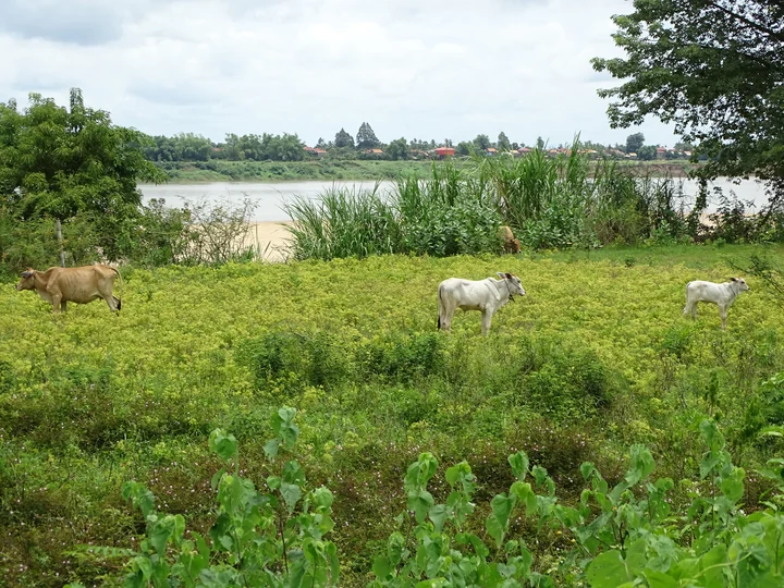 Rural scenery on Koh Trong Island, photographed in 2019