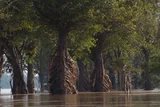 Flooded trees on the Mekong north of Stung Treng in January 2014; today’s vegetation and river level may differ. Resized and converted to WebP.