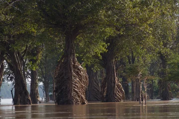 Stung Treng Ramsar Site & Flooded Forest