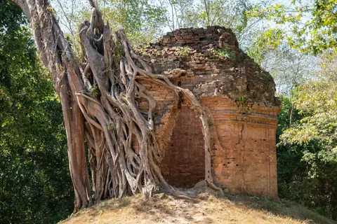 Tree roots embrace a brick sanctuary at Sambor Prei Kuk, Kampong Thom